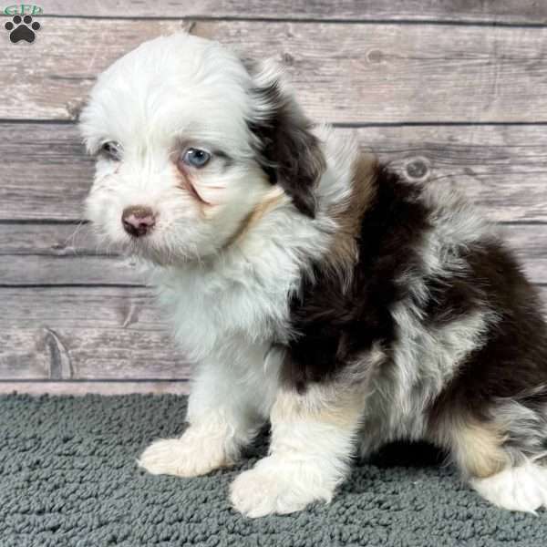 Aretha, Mini Aussiedoodle Puppy